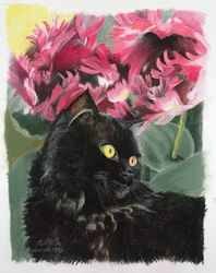 Sorte tulipaner
