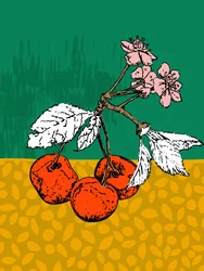 Kirsebærtræets blomster