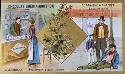 Absint: medicin og dødbringende likør. Gravering (chromo). Reklamekromolitografi for Guerin-Boutron-chokolader, slutningen af det 19. århundrede. Illustree Botanisk Serie.