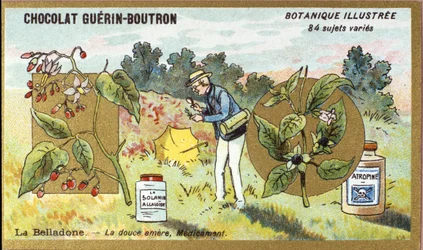 Belladonna: den søde bitre, medicin. Gravering (chromo). Reklamekromolitografi for Guerin-Boutron-chokolader, slutningen af det 19. århundrede. Illustree Botanisk Serie.