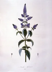 Botanisk tavle: vild mynte (mentha sylvestris). 1800-tals gravering.