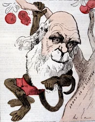 Karikatur af Charles Robert Darwin (1809 - 1882) i ""La Lune""