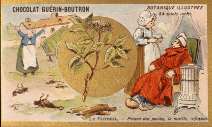 Hyldebær: gift af høns, marv, infusion. Gravering (chromo). Reklamekromolitografi for Guerin-Boutron-chokolader, slutningen af det 19. århundrede. Illustree Botanisk Serie.