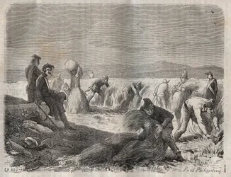 Høste styrker i fængslet i Belle-Ile-en-Mer (smuk ø til søs) i det 19. århundrede. Indgravering i "Fangernes historie fra deres skabelse til i dag"" (1877) af Pierre Zaccone (1817-1895) (Colonia Penale - Straffekoloni). Privat samling.