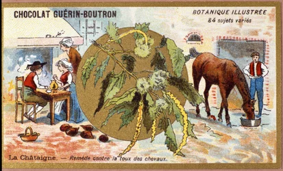 La Chestaigne: afhjælpe hestes hoste. Gravering (kromo). Reklamekromolitografi for Guerin-Boutron-chokolader, slutningen af det 19. århundrede. Illustree Botanisk Serie.