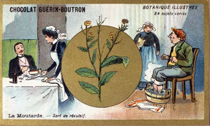 Sennep tjener som en afsky. Gravering (chromo). Reklamekromolitografi for Guerin-Boutron-chokolader, slutningen af det 19. århundrede. Illustree Botanisk Serie.