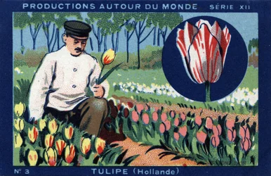 Produktioner over hele verden: tulipan i Holland. Chromolithography fra 1933 i "" Joseph-Milliat Album""
