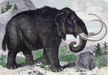 Repræsentation af en mammut. Rekonstitueret efter opdagelser af Adams, medlem af Sankt Petersborg Akademiet. Gravering fra 1867. .
