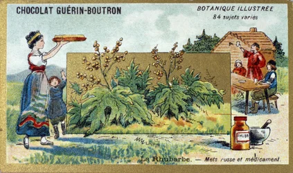Rabarber: Russisk mad og medicin. Gravering (chromo). Reklamekromolitografi for Guerin-Boutron-chokolader, slutningen af det 19. århundrede. Illustree Botanisk Serie.