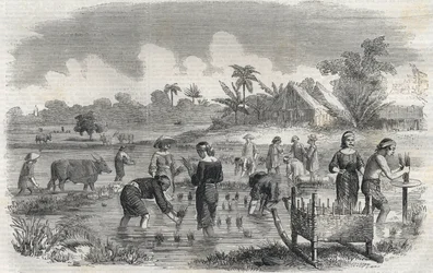 Risdyrkning i Manila (Manilla) i Filippinerne i 1864. (Plantering af ris i Manilla) Anonym gravering. Privat samling.