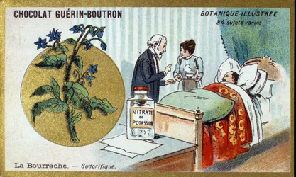Boraget, diaphoretisk. Gravering (chromo). Reklamekromolitografi for Guerin-Boutron-chokolader, slutningen af det 19. århundrede. Illustree Botanical Series.