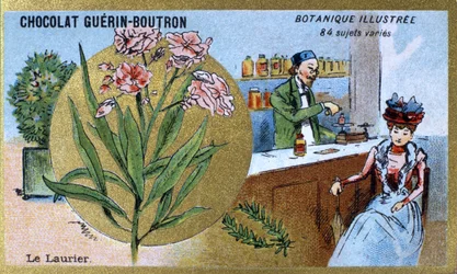 Laurbæret. Gravering (chromo). Reklamekromolitografi for Guerin-Boutron-chokolader, slutningen af det 19. århundrede. Illustree Botanisk Serie.