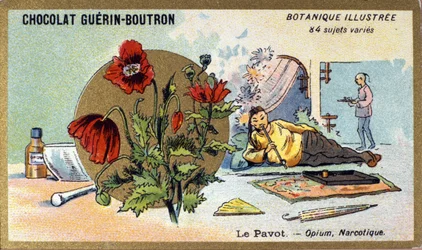 Valmuen: opium, narkotisk. Gravering (chromo). Reklamekromolitografi for Guerin-Boutron-chokolader, slutningen af det 19. århundrede. Illustree Botanisk Serie.