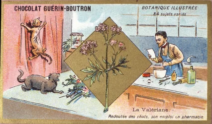 Baldrian: bange for katte, hans arbejde på apoteket. Gravering (chromo). Reklamekromolitografi for Guerin-Boutron-chokolader, slutningen af det 19. århundrede. Illustree Botanical Series.