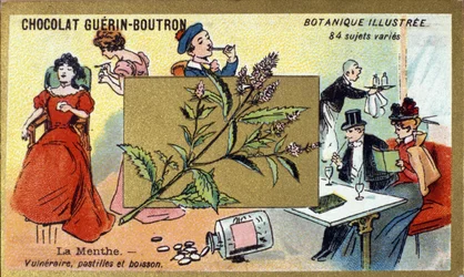 Sårbar mynte, sugetabletter og drikke. Gravering (chromo). Reklamekromolitografi for Guerin-Boutron-chokolader, slutningen af det 19. århundrede. Illustree Botanical Series.