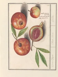 Granatæble (Punica granatum) Grenaert Æbler. / Mala Punica. / Granater. (titel på objekt)
