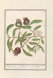Mispel (Mespilus germanica) Medlar træ. / Mespilus. / Nefflier (titel på objekt)