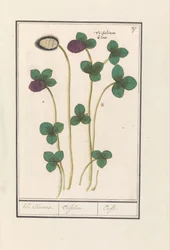 Rødkløver (Trifolium pratense) Klee Claevers. / Trifolium. / Trefle (titel på objekt)