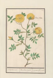Rose (Rosa) enkelt gul rose. / Rosa lutea simplex / rose jeaune à fleur simple (titel på objekt)