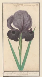 Rouw iris (Iris susiana) fra suzyaensche lisbloeme / iris Calcedonica. iris Susiana major. / suze iris. (titel på objekt)