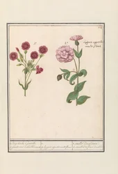 To nelliker (Dianthus) 1. Engelsk Gentille. 2. jenelle med terningblomster / 1. 2. Lygnis agrestis multiflora. / 1. oeuillet d