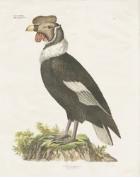 Andes-kondor (håndkoloreret litografi)
