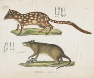 Australske pungdyr med anatomiske detaljer (håndkoloreret litografi)