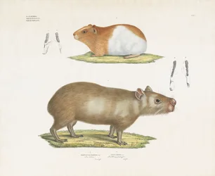 Marsvin og kapivar med tandillustrationer (håndkoloreret litografi)