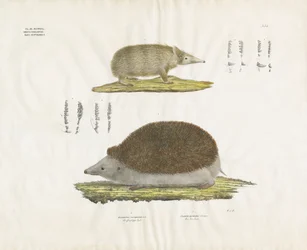 Pindsvin og tenrec med anatomiske detaljer (håndkoloreret litografi)