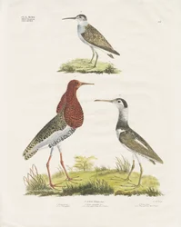 Sandløbere og brushane (håndkoloreret litografi)
