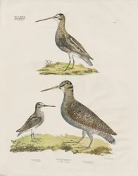 Snipe Species (håndkoloreret litografi)