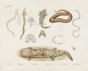 Forskellige amfibier og anatomiske studier (håndkoloreret litografi)