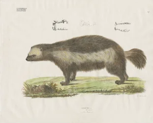 Wolverine med tanddetaljer (håndkoloreret litografi)