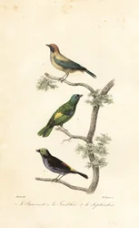 Brunfarvet tanager, grønhovedet tanager og paradis tanage