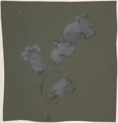 Spray af Canterbury Bells