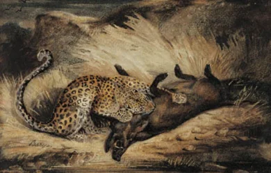 Leopard æder et vildsvin.