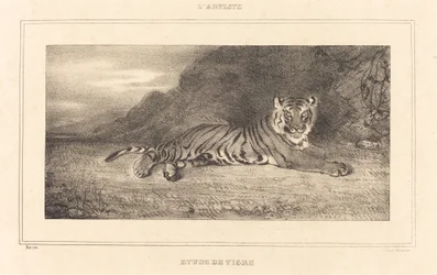 Studie af en tiger