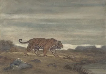 Tiger nærmer sig pool, 1810-75.