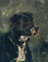 Hovedet af en slagterhund