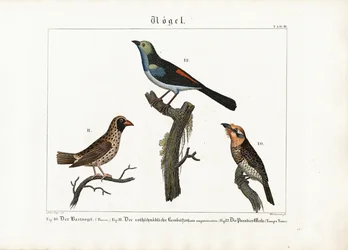Barbet, væverfugl og paradisfluesnapper