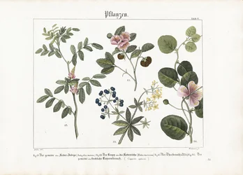 Farveplanter og kapersbusk