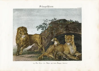 Løvefamilie i deres naturlige habitat