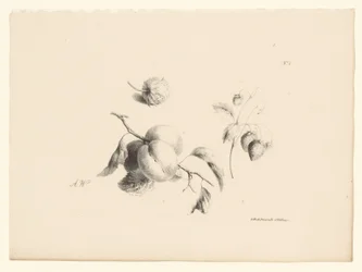 Abrikoser og jordbær Blomster og frugter (serietitel)