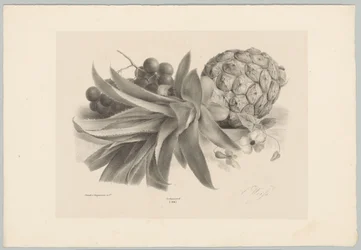 Ananas og druer Blomster- og frugtstudier (...) 10. afsnit (serietitel)