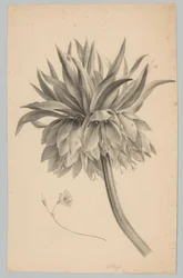 Blomst på stilken Blomster- og frugtstudier (...) 3. afsnit (serietitel)