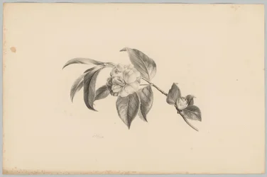 Blomster Blomster- og frugtstudier (...) 3. afsnit (serietitel)