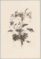 Blomster med torne Blomster- og frugtstudier (...) 10. afsnit (serietitel)