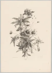 Forskellige blomster Blomster- og frugtstudier (...) 10. afsnit (serietitel)