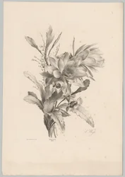 Forskellige blomster Blomster- og frugtstudier (...) 10. afsnit (serietitel)