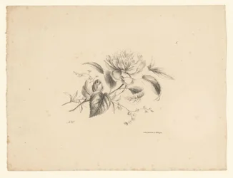 Forskellige blomster Blomster og frugter (serietitel)